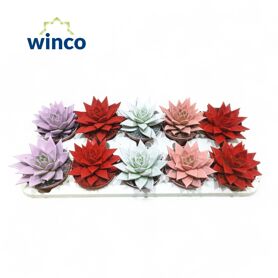 Echev Agavoides Rainbow Gemengd Paint Love