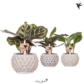 Calathea Gemengd Keramiek Marrakesh