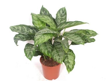Aglaonema Chantal