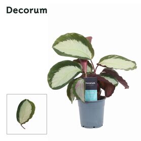 Calathea