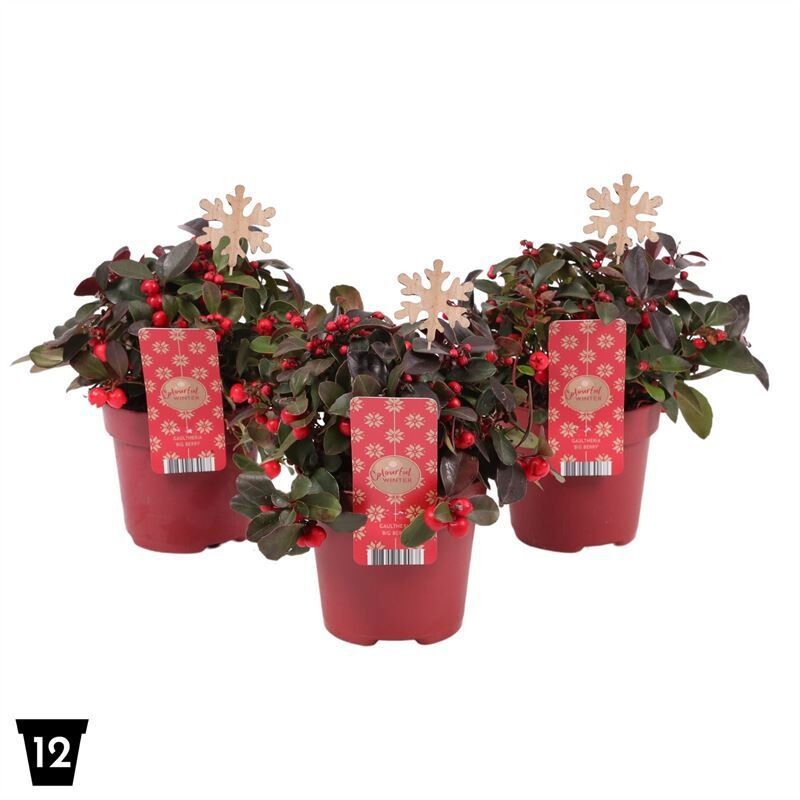 Gaultheria Pr Big Berry + Steker Sneeuwvlok