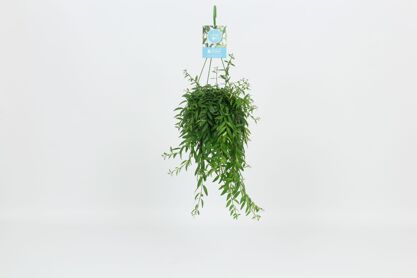 Aeschynanthus Japhrolepis