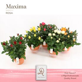 Ro Gemengd Dolc'amore Keramiek Terracotta