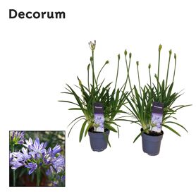 Agapanthus Charlotte 4+