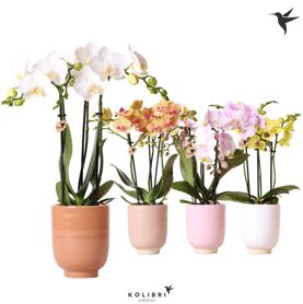 Kolibri Orchids Phalaenopsis Mix 3 Spike In Glazed