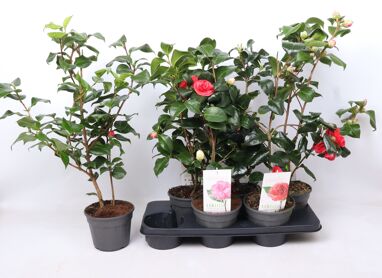 Camellia Jap Gemengd 20+