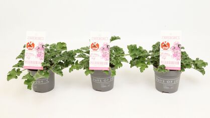 Pel Graveolens Pink Capitatum