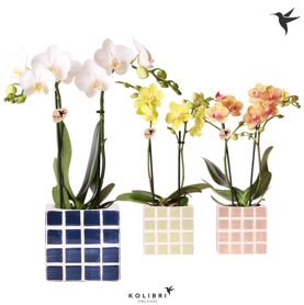 Kolibri Orchids Phalaenopsis Mix 2 Spike In Mosa P