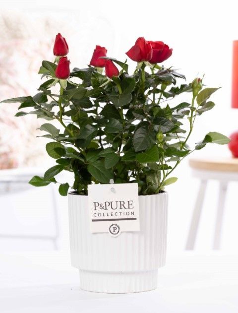Ro Bm Rood Keramiek Ivy White