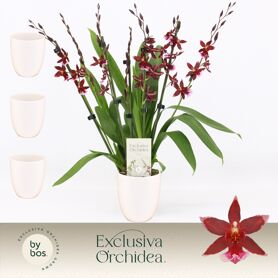 Burra Barrocco Red 7+ Tak Keramiek Lotte White