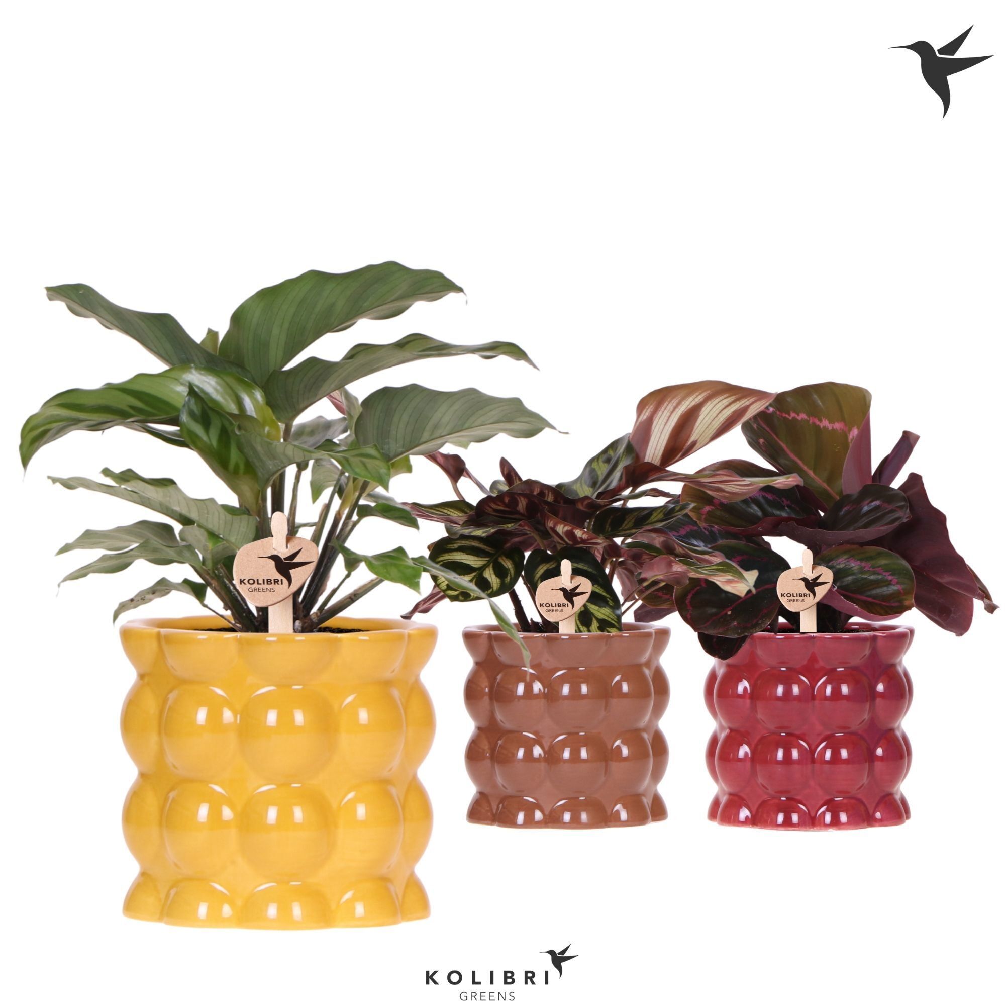 Calathea Gemengd Keramiek Cotton