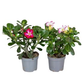 Adenium Obesum Gemengd