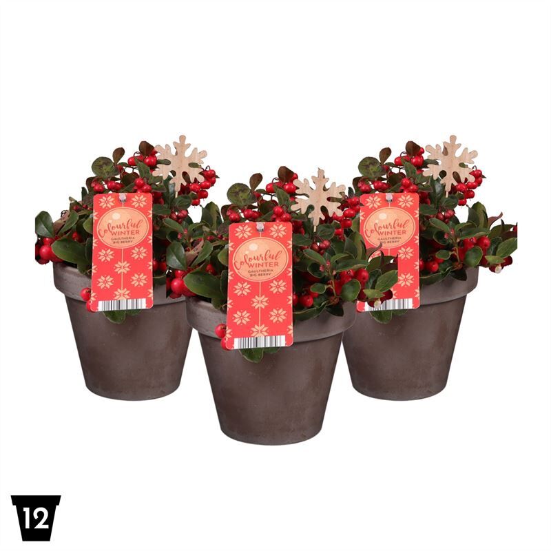 Gaultheria Pr Big Berry Keramiek Teracotta + Stek