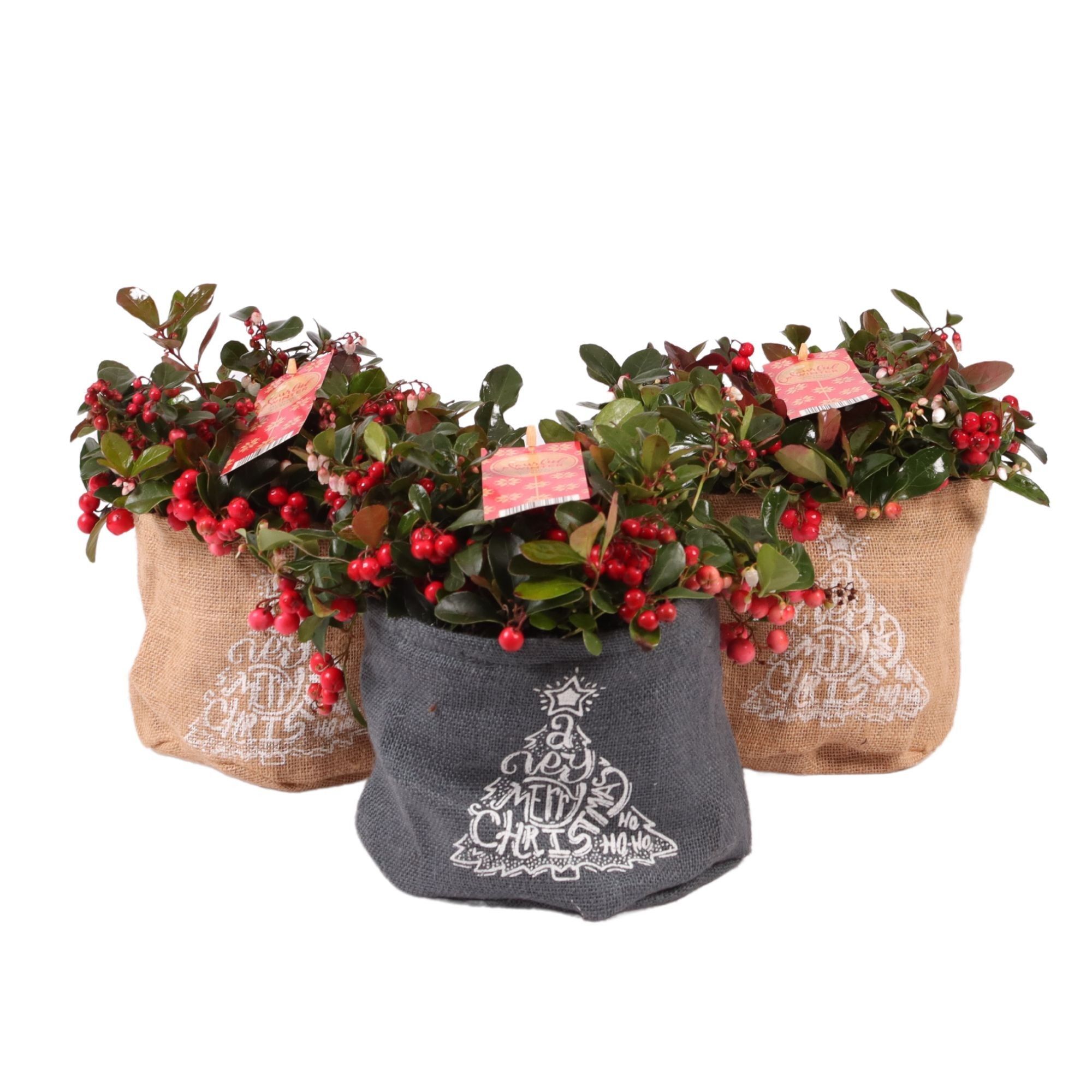 Gaultheria Pr Big Berry Jute Bag