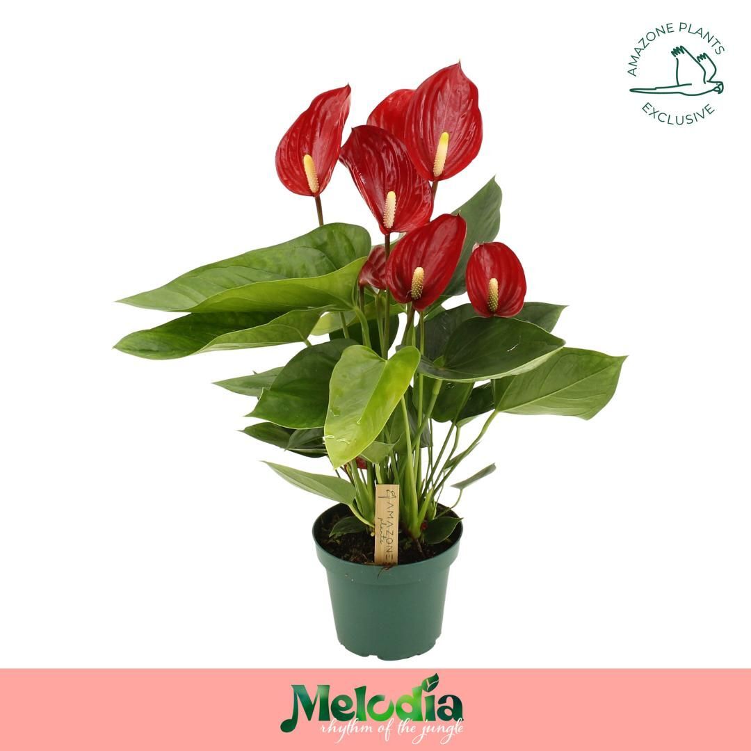 Anthu An Melodia Red