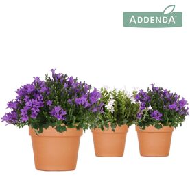 Camp Addenda Ambella Gemengd Keramiek Terracotta