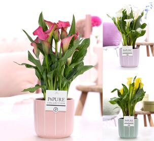 Zant Gemengd 2+ Keramiek Fleur