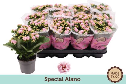 Kalan Gev 2kl Roze - Wit
