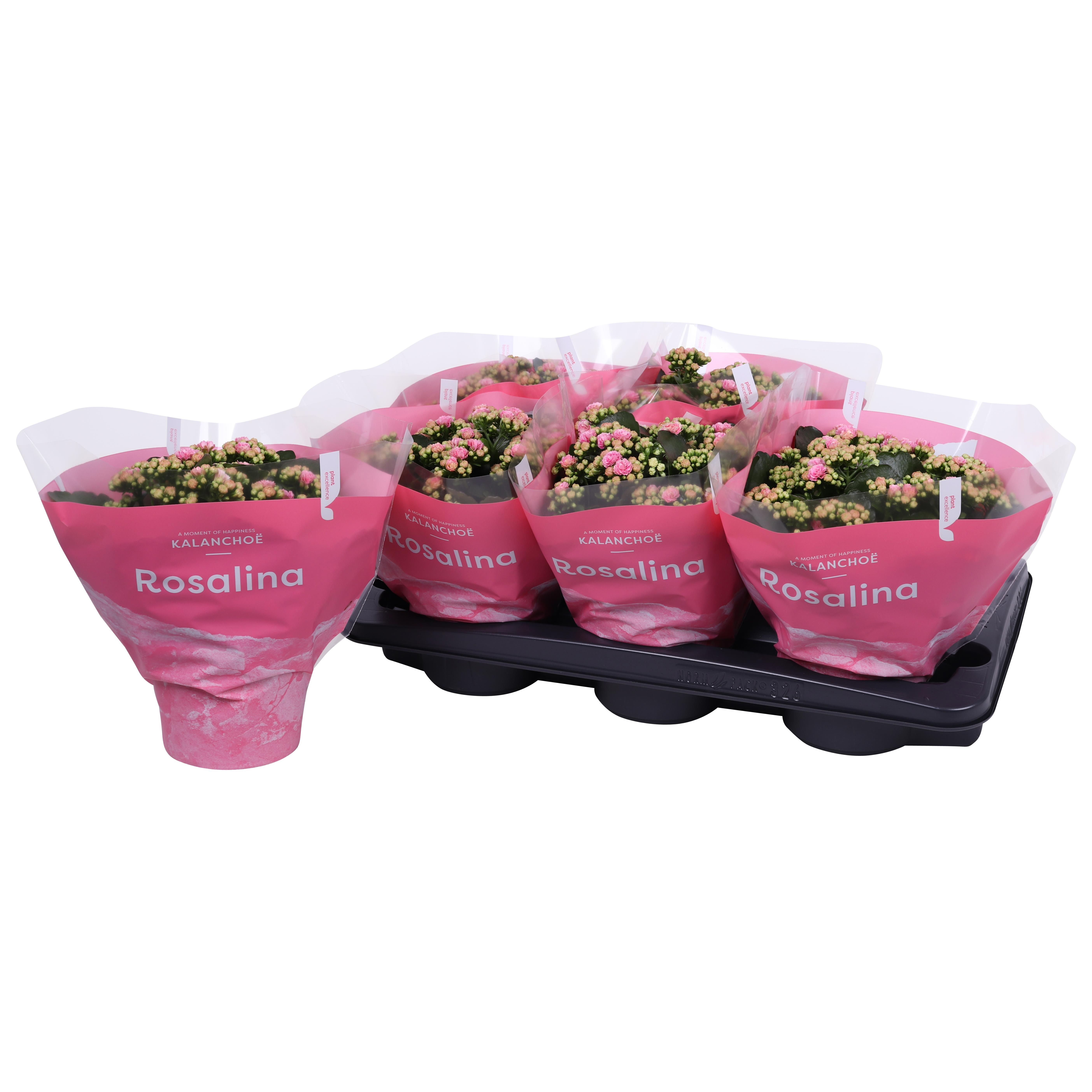 Kalan Gev 2kl Roze - Wit Tst