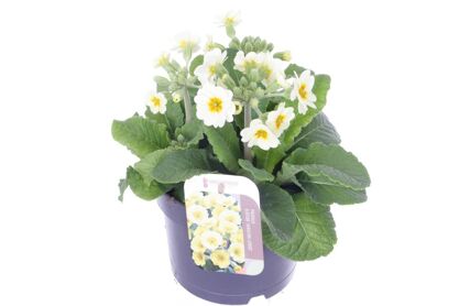 Primula El Veristar Lemon