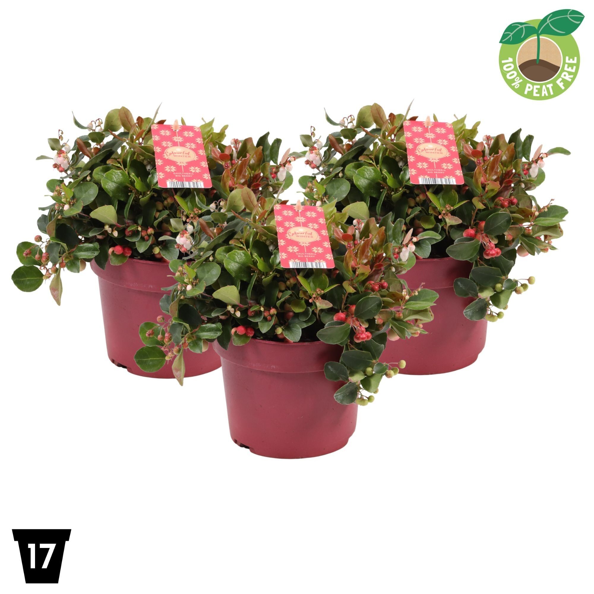 Gaultheria Pr Big Berry