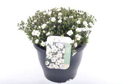 Arenaria Montana