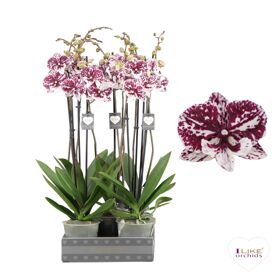 Phal 2 Tak 70cm Jca