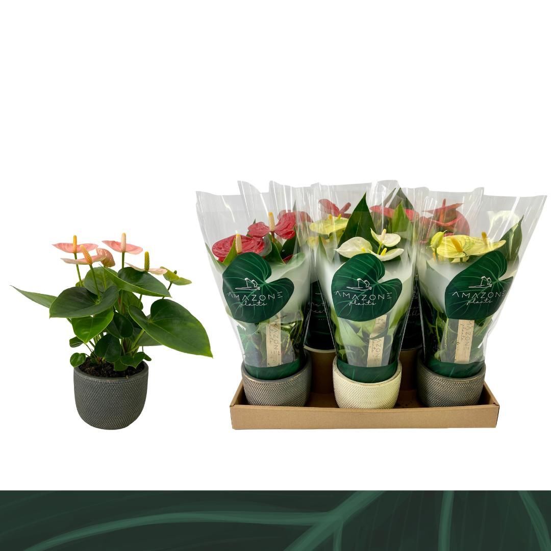 Anthu An Gemengd 4kl Keramiek Luxury