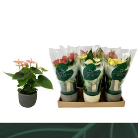 Anthu An Gemengd 4kl Keramiek Luxury