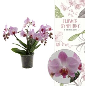 Phal Antwerp Flower Symphony 5+ Tak