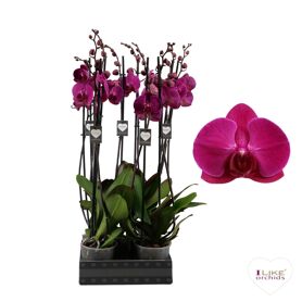 Phal 2 Tak 70cm Stellenbosch