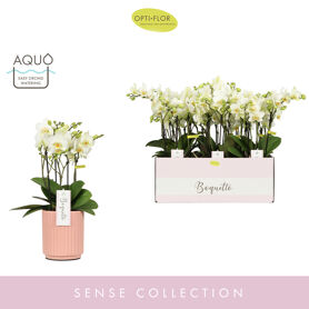 Phal Boquetto Beauty 3-5 Tak Keramiek Molise Salmo