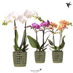 Kolibri Orchids Phalaenopsis Mix 2 Spike In Mesh P