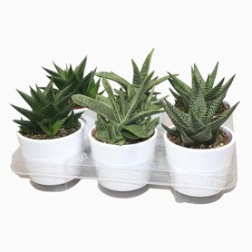 Aloe Gemengd Keramiek Wit