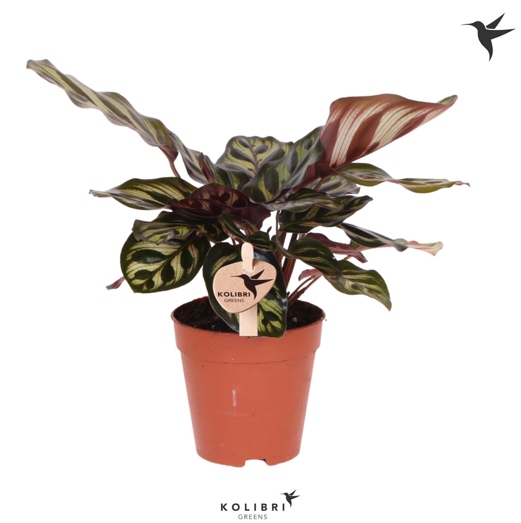Calathea Makoyana