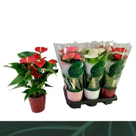 Anthu An Gemengd 4kl Keramiek