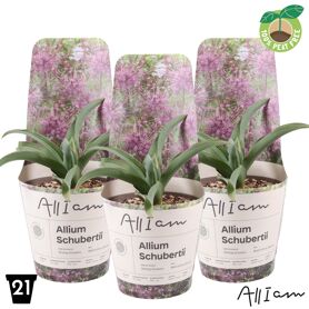 Allium Schubertii Potcover