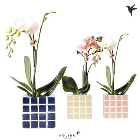 Kolibri Orchids Phalaenopsis Mix 1 Spike In Mosa P