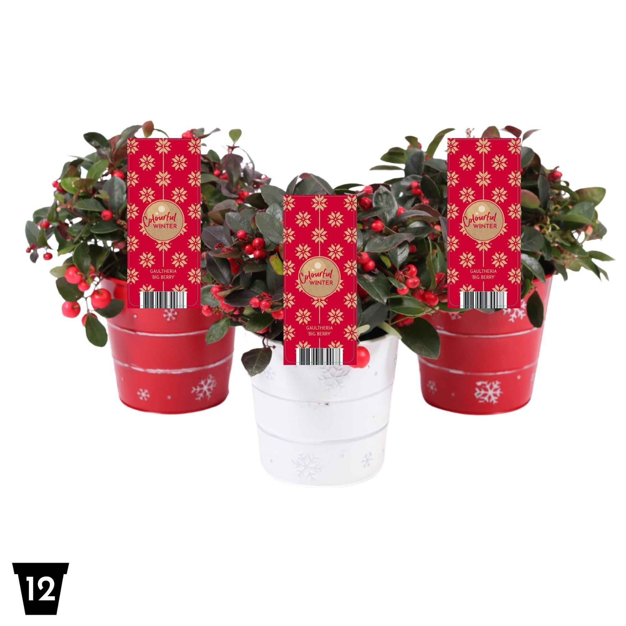 Gaultheria Pr Big Berry Zink Emmer