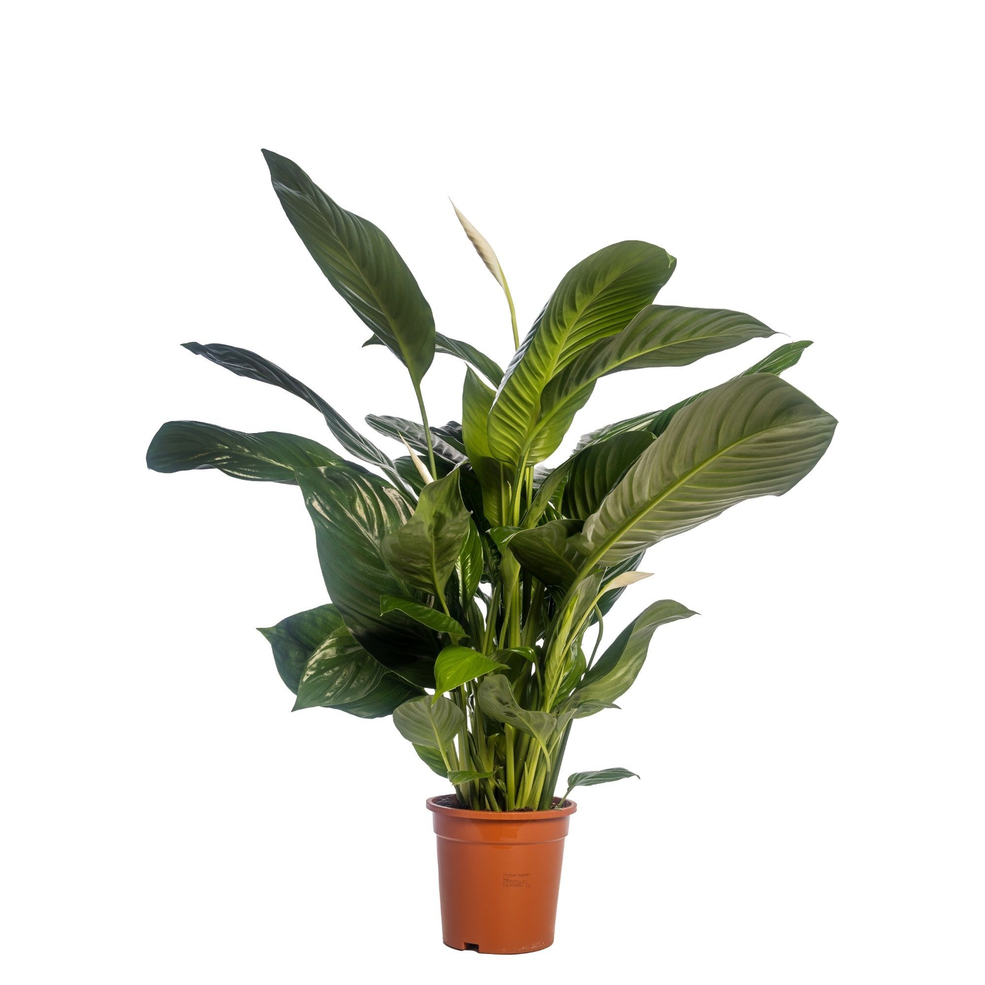 Spath Sweet Isabella 2+ Blanco Hoes