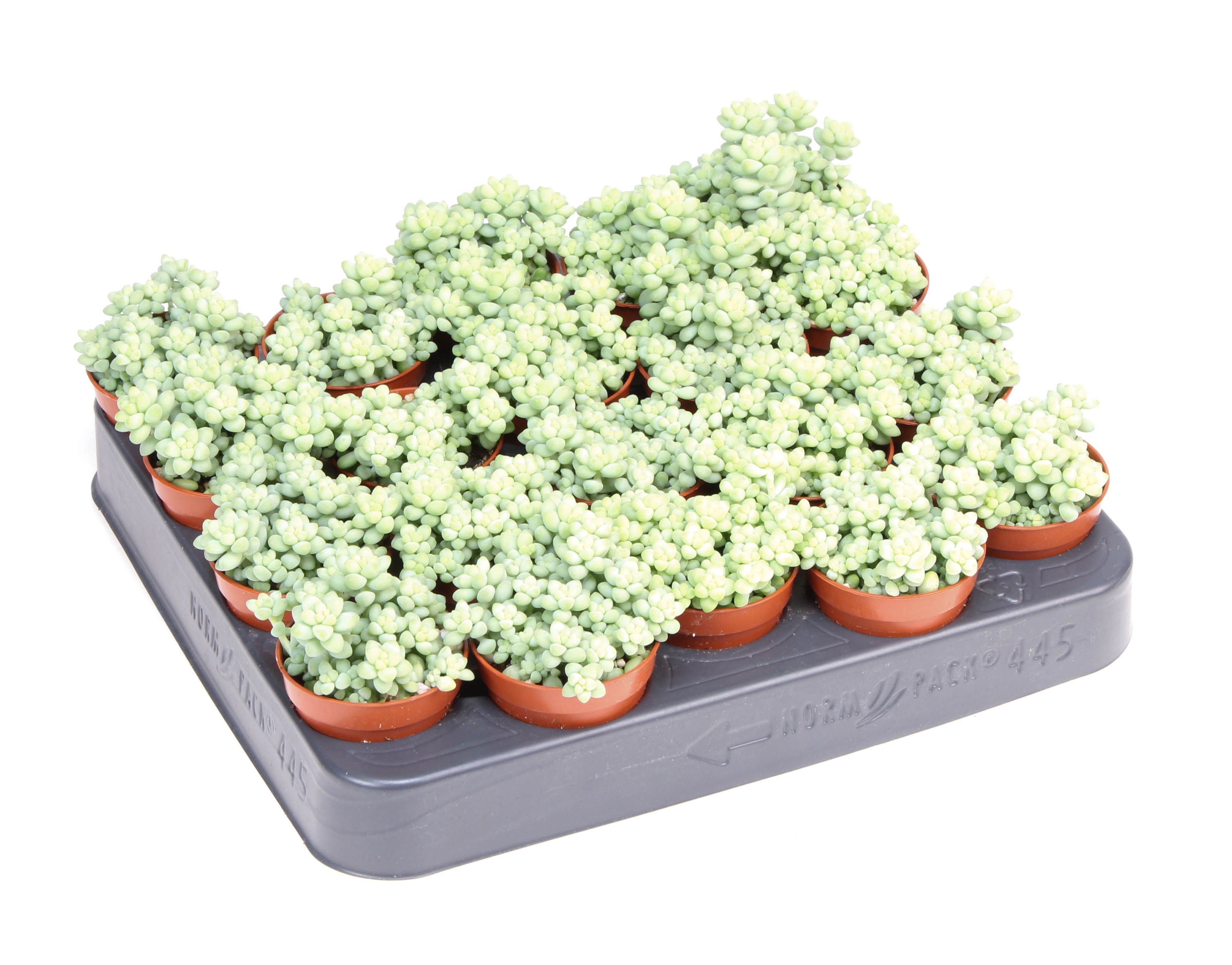 Sedum Burrito