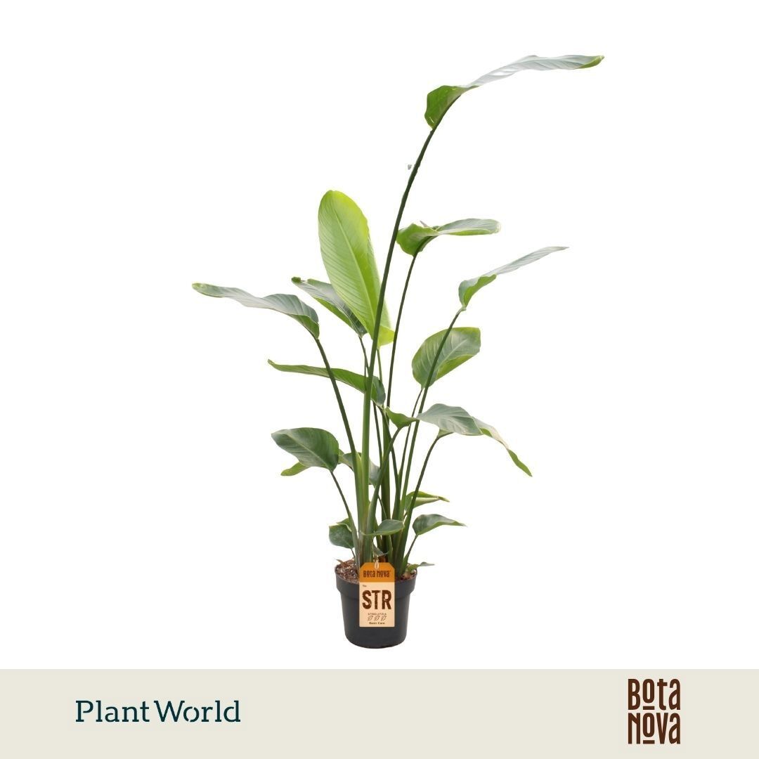 Strelitzia Nicolai 3pp