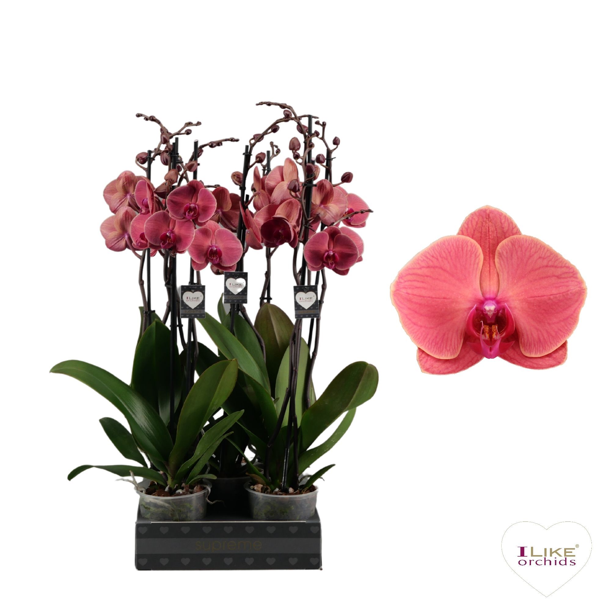 Phal Asian Coral 2 Tak