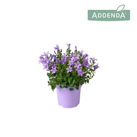 Camp Port Ambella Lavender Tst