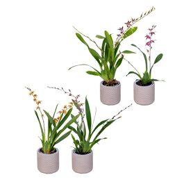 Brassia Titanium Treasure Gemengd 3-4 Tak Keramie