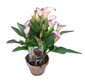 Zant Garden Dream Dynasty 5+ Keramiek Rustiek