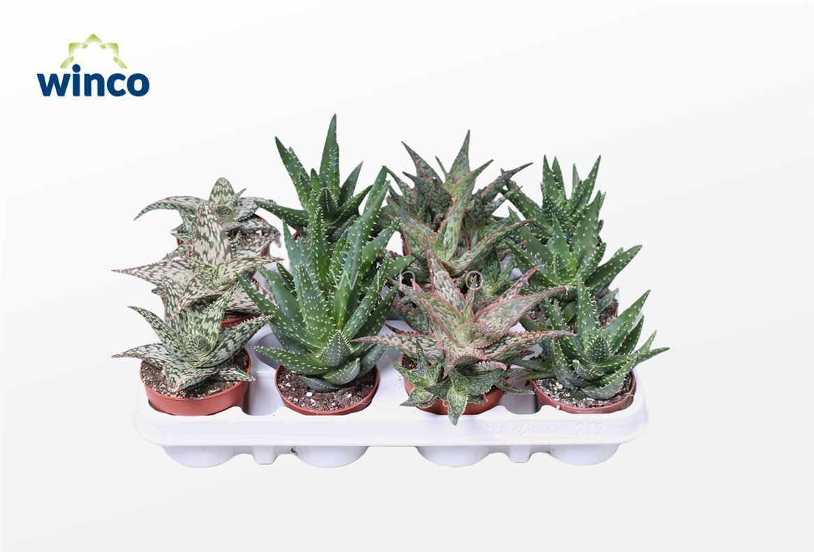 Aloe Gemengd