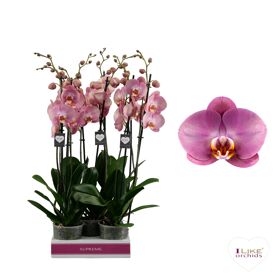 Phal 2 Tak 70cm Honey Peach