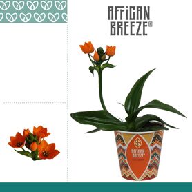 Ornithogalum Dubium Oranje 1pp In Paper Cup