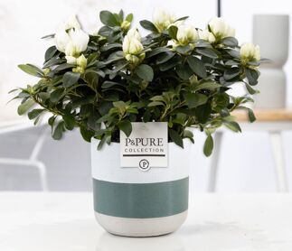 1st Class Azalea White In P&pure Lauren Ceramics